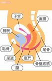 骨盤底筋は、骨盤の底でハンモックのように内臓(膀胱・子宮・直腸)を支える筋肉群。排尿・排便のコントロール、膣の締まり、姿勢の安定、呼吸との連動など多くの働きを担う。加齢、出産、運動不足などで衰えると、尿漏れ・臓器脱・性交痛・腰痛などの不調の原因に。鍛えることで血流が改善し、「下半身が軽い」「お腹まわりがスッキリする」などの体感につながる。