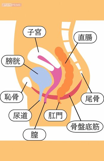 骨盤底筋は、骨盤の底でハンモックのように内臓（膀胱・子宮・直腸）を支える筋肉群。排尿・排便のコントロール、膣の締まり、姿勢の安定、呼吸との連動など多くの働きを担う。加齢、出産、運動不足などで衰えると、尿漏れ・臓器脱・性交痛・腰痛などの不調の原因に。鍛えることで血流が改善し、「下半身が軽い」「お腹まわりがスッキリする」などの体感につながる。