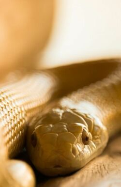 蠍座は…金色の蛇