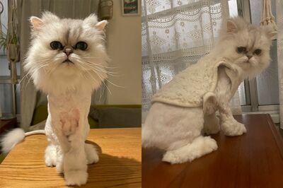 ムーさん（10歳）ライオンカットされてしまってカラダがサミシイ。夜はベストを着ておやすみ！