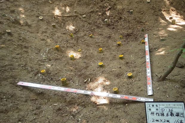 水増し請求するにあたり「除染の証拠」として工事完了報告書に添えられた写真。竹林に見せかけるため短く切った竹を並べて偽装