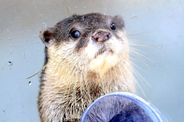 まめた（コツメカワウソ）＠下田海中水族館