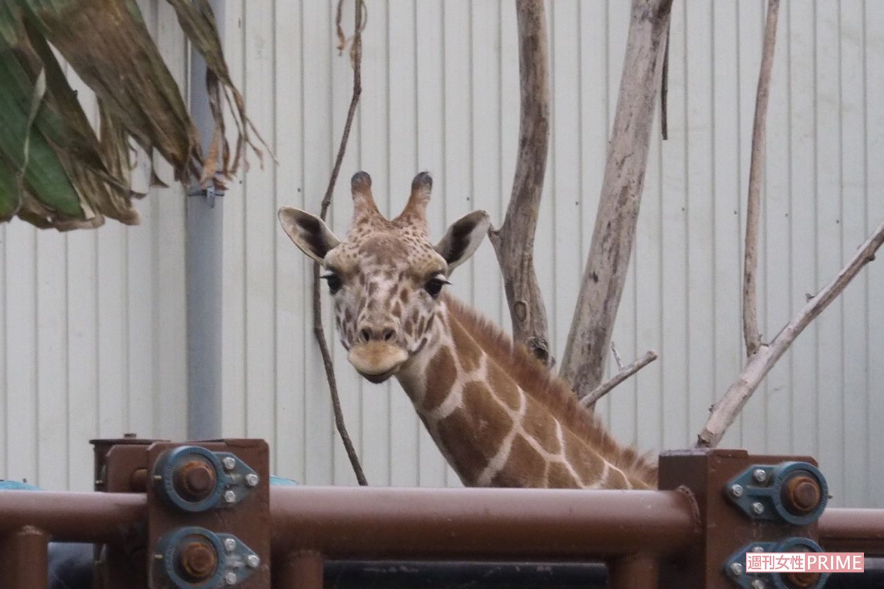 堀井動物園第二飼育場で飼育されるキリン。人の気配がする方をじっと見ていた