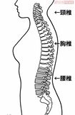 頸椎、胸椎、腰椎ってどこ? ※薄いグレー色の部分が頸椎、白色部分が胸椎、濃いグレー色部分が腰椎です