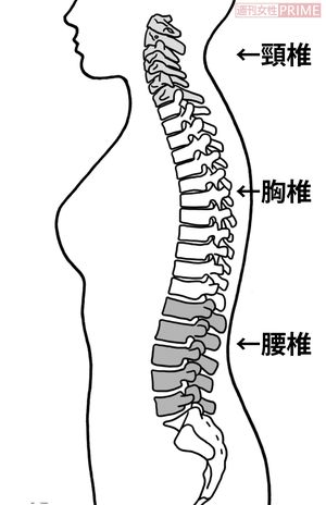 頸椎、胸椎、腰椎ってどこ？　※薄いグレー色の部分が頸椎、白色部分が胸椎、濃いグレー色部分が腰椎です