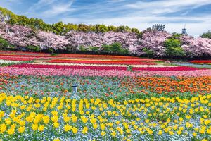 早春の花旅おすすめスポット10選】河津桜・しだれ梅・菜の花…混雑前に