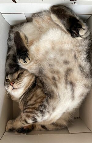 こはださん（3歳）箱と狭い所が大好き♪