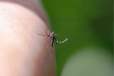 「秋に蚊が大発生」の恐怖報道に専門家は「それはなさそう」増加と感じるメカニズムと、“刺されやすい人”…