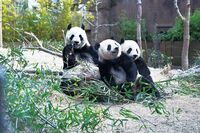 《世界のパンダ最新事情》可愛いと思われているのはアジアだけ!? シャンシャンにライバル現る！パンダ写真…