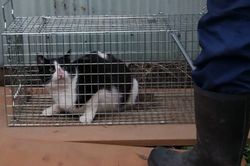 大矢被告がネットに投稿したとみられる虐待の映像。怯えた様子の猫はこのあと、熱湯をかけられた