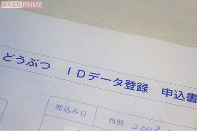 飼い主情報を書き込んだマイクロチップの装着も法改正で義務づけられる。捨て犬などの防止にはなるが、犬への健康被害が懸念されている