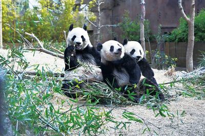 《世界のパンダ最新事情》可愛いと思われているのはアジアだけ!? シャンシャンにライバル現る！パンダ写真…