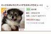 ポメラニアンとアラスカンマラミュートをかけ合わせた子犬のブリーダー情報(現在は削除済み)
