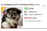 「虐待だろ」“体重差13倍交配”のミックス犬を販売したペットショップが炎上、専門家が問う倫理観