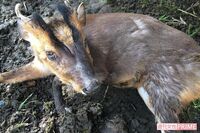 東京に向けて北上中!? キョン大繁殖で被害拡大も「命乞いして鳴き叫ぶ」駆除への葛藤