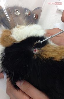 保護されたひとみは手術を受け、鉛弾を摘出