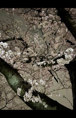 牡羊座は…桜　