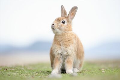 “僕カッコいいかな”「視線の先に何か気になるものが見えているのですが、それがカッコつけているように見えました」（撮影／うさぎ写真家uta）