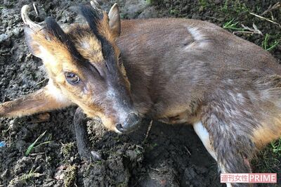 東京に向けて北上中!? キョン大繁殖で被害拡大も「命乞いして鳴き叫ぶ」駆除への葛藤