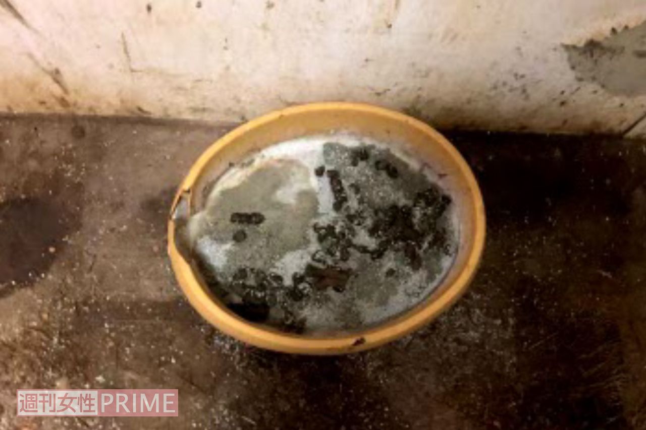水皿は干上がりカビが生えていた