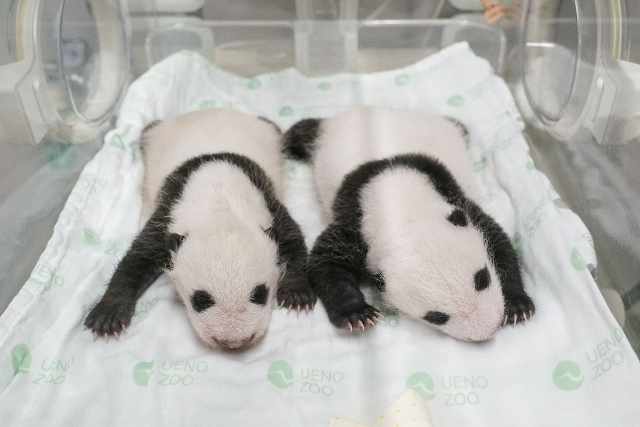 '21年7月。白黒の模様がはっきりとしてきた　写真／（公財）東京動物園協会