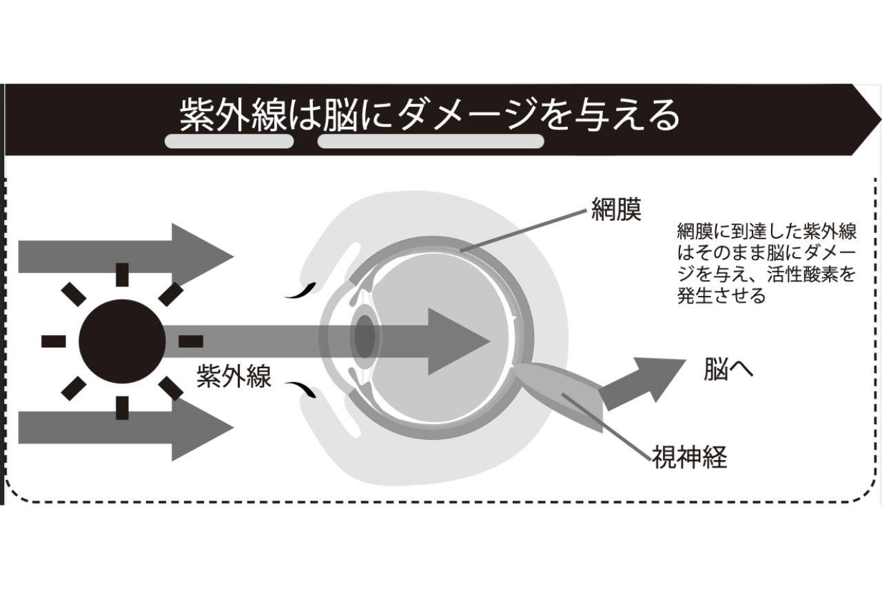 紫外線は脳にダメージを与える