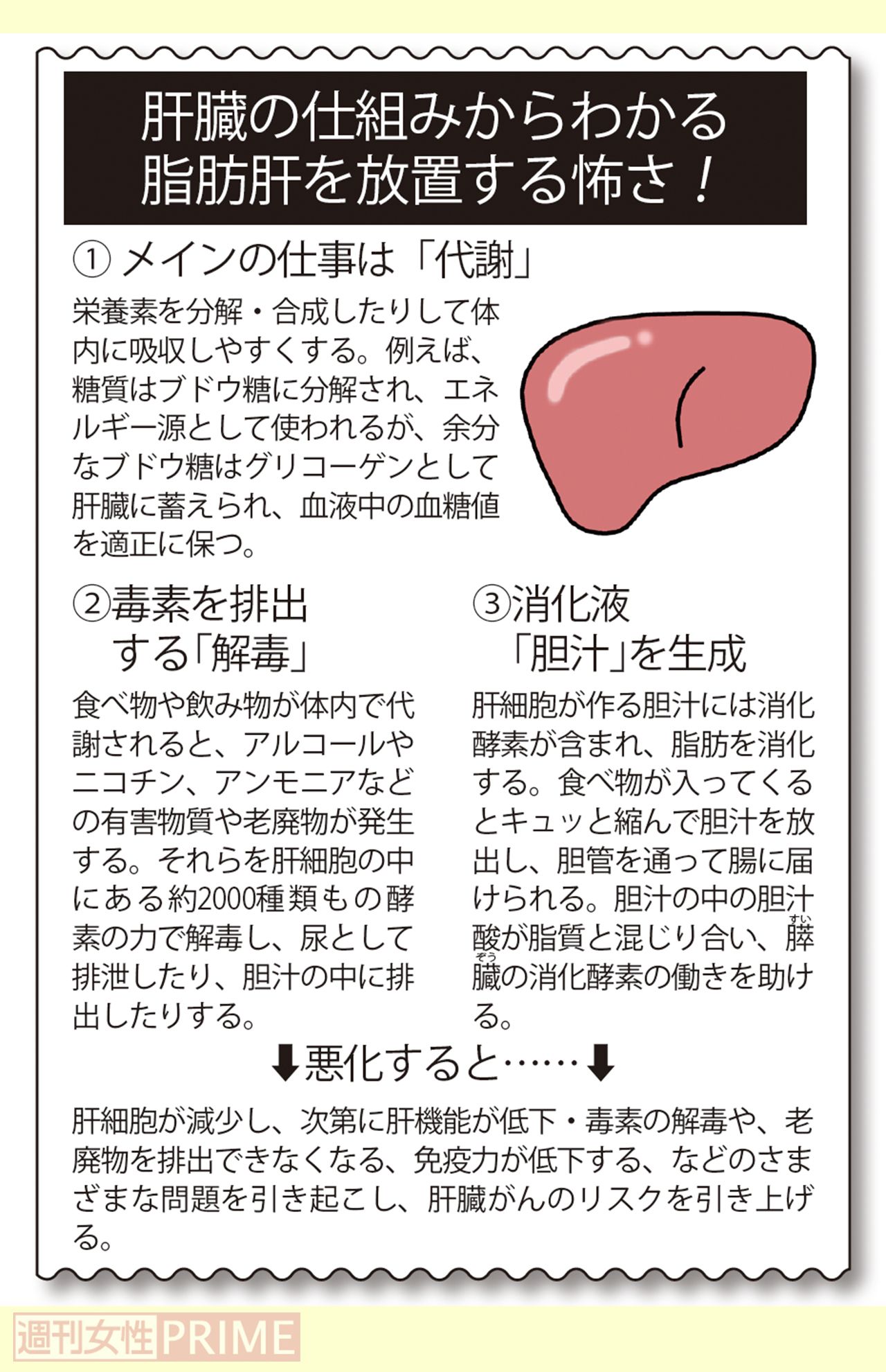 肝臓の仕組みからわかる脂肪肝を放置する怖さ
