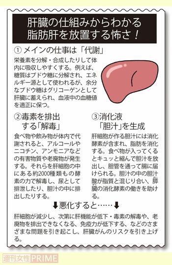 肝臓の仕組みからわかる脂肪肝を放置する怖さ
