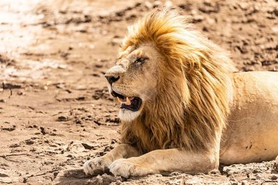 ＜動物園・水族館最前線＞来園者の目標数を掲げるのをやめて、“種の保存”に注力
