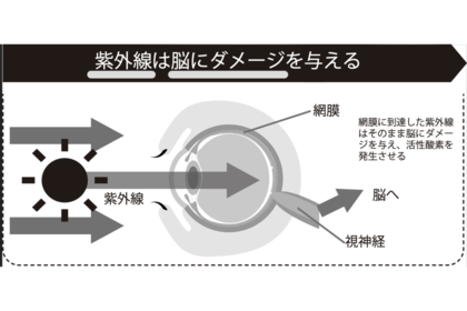 紫外線は脳にダメージを与える