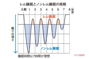 レム睡眠とノンレム睡眠の周期