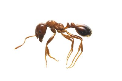 “ヒアリパニック” から半年「もういないでしょ」はヒアリの思うつぼ、脅威は続く