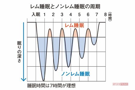 レム睡眠とノンレム睡眠の周期