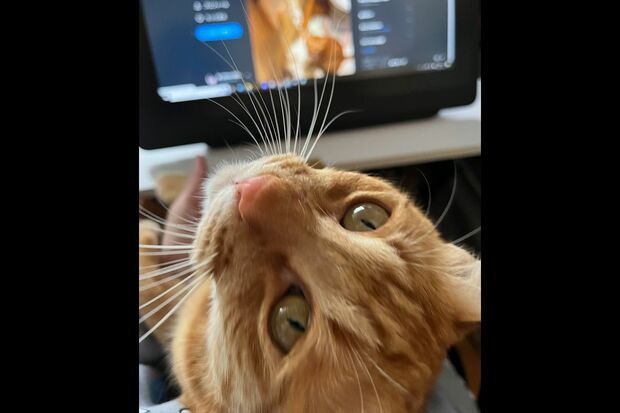 万バズしたパソコン画面を眺め、ドヤ顔を披露するモカさん（2歳）（※画像は飼い主提供）