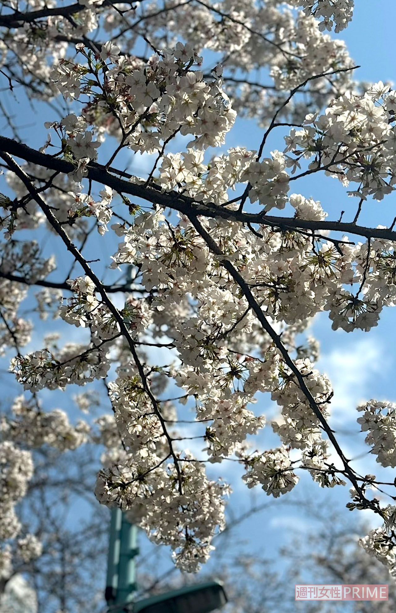 今年の桜見はタイミングが難しかった!　でもきれいでした～　撮影／加藤綾菜