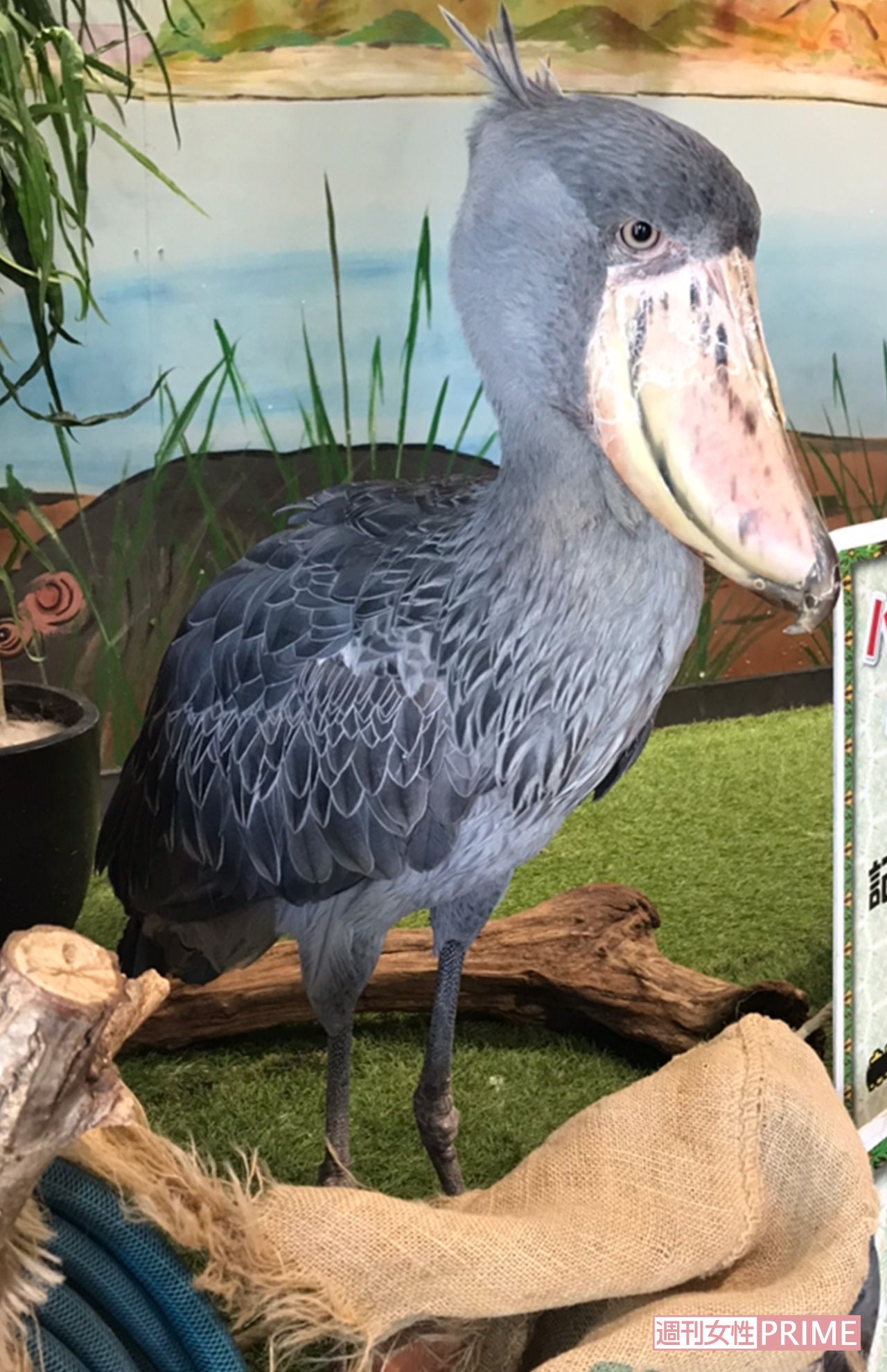 めっちゃさわれる動物園のハシビロコウ。時々大きく翼を広げたり首ましを動かすこともあった