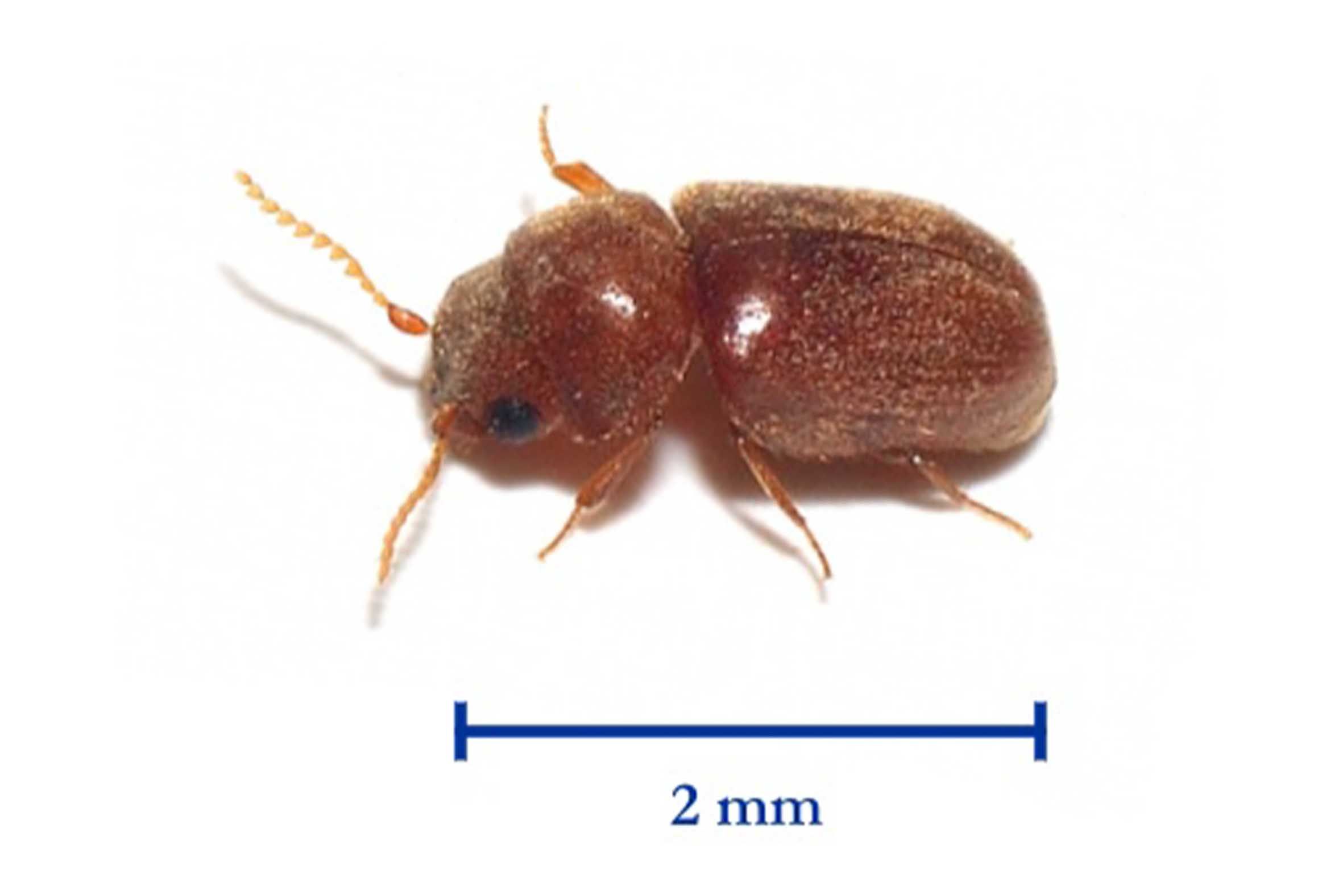 YouTuberのHIKAKIN（ヒカキン）が手がけたカップラーメン『辛みそきん濃厚辛味噌ラーメン』に混入していた“タバコシバンムシの成虫”（画像はWikipediaより）