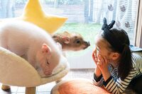 ペット界で人気急上昇！「マイクロブタ」にハマる人が続出、人気の秘密は犬猫をしのぐ“人懐っこさ”
