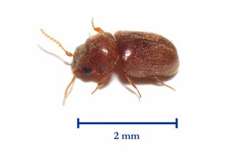 YouTuberのHIKAKIN（ヒカキン）が手がけたカップラーメン『辛みそきん 濃厚辛味噌ラーメン』に混入していた“タバコシバンムシの成虫”（画像はWikipediaより）