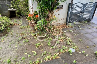 親の孤独死で「遺品片付け」「残されたペット」問題、生きてるうちにやるべき4つの備え