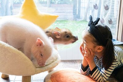 ペット界で人気急上昇！「マイクロブタ」にハマる人が続出、人気の秘密は犬猫をしのぐ“人懐っこさ”