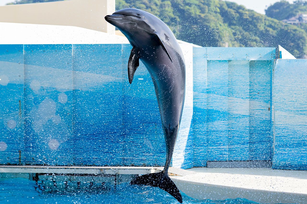 劣悪な環境で飼育されているイルカは多い