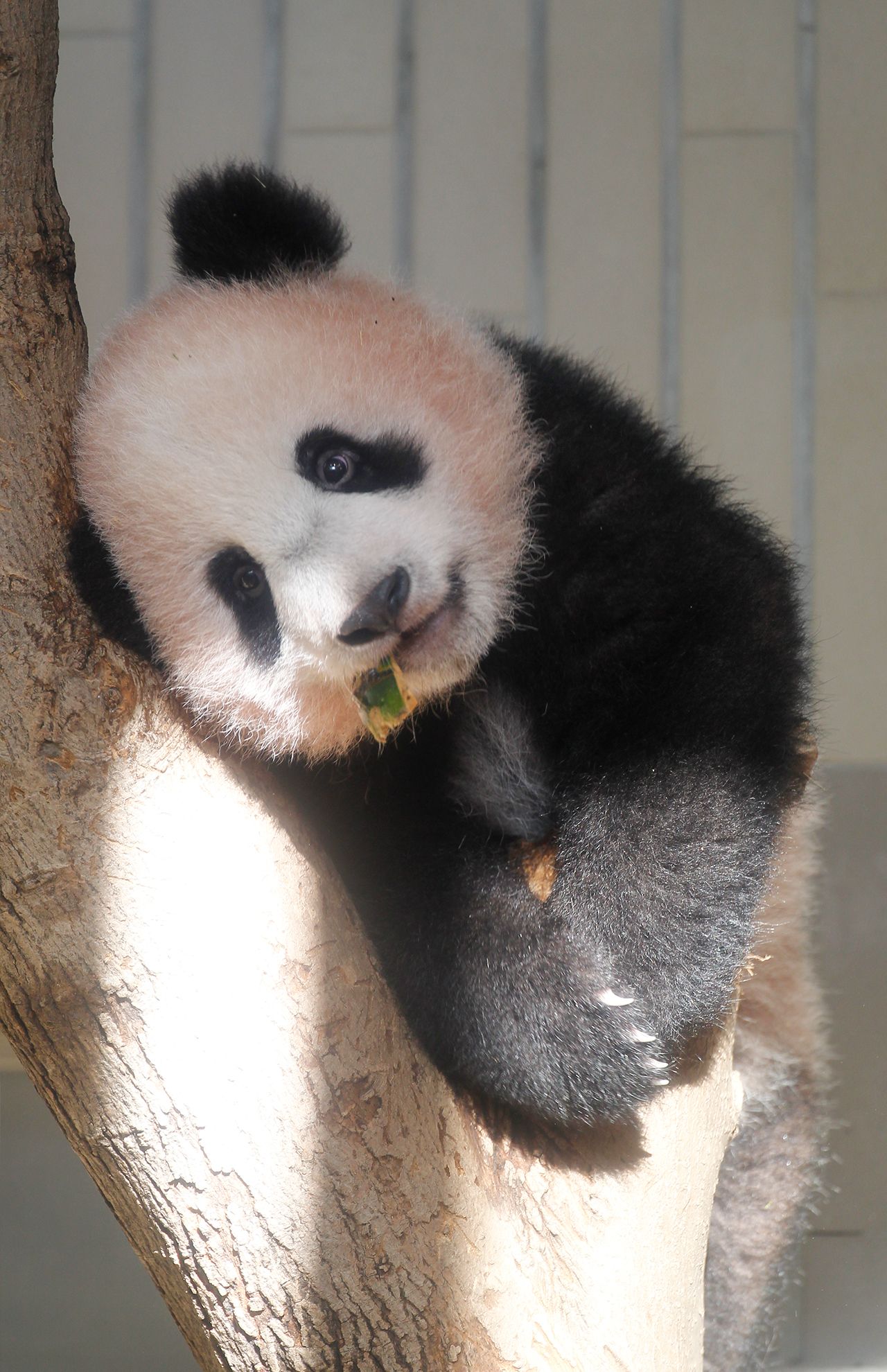 木の上でおねむ（撮影／JMPA）