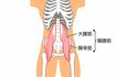 《MEMO》腸腰筋をほぐすことで、腰椎の神経をリラックスさせ、便通を促す。左右で硬いと感じるほうを長めにやるとよい