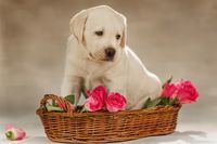 ペットが死んだら “燃えるゴミ” なのか、長寿化する犬や猫の弔い方