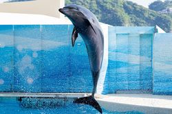 劣悪な環境で飼育されているイルカは多い