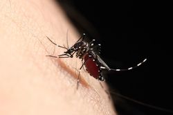 蚊に刺されると感染する？