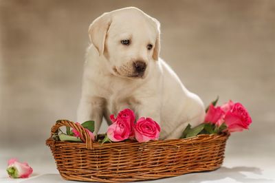 ペットが死んだら “燃えるゴミ” なのか、長寿化する犬や猫の弔い方