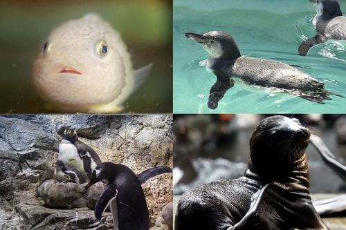 左上から時計回りにコンペイトウ、フンボルトペンギン、カリフォルニアアシカ、ジェンツーペンギン