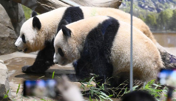 双子のジャイアントパンダの雄シャオシャオ（奥）と雌レイレイ（2024年4月、東京・上野動物園、共同通信社）